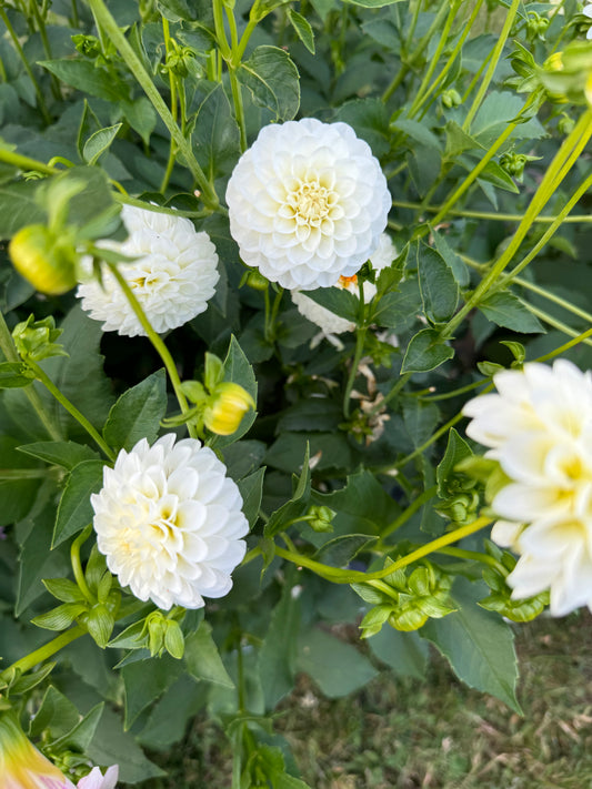 White Isa