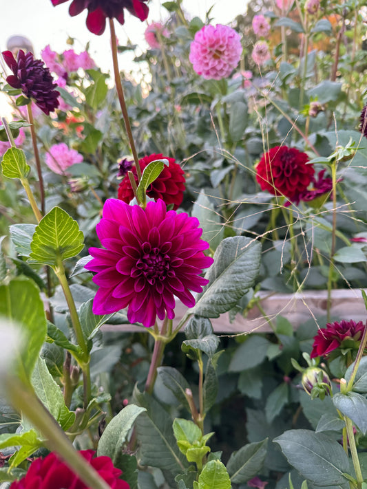 Dahlia-Purple