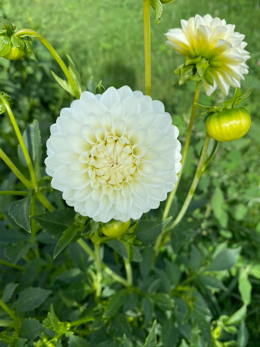 White Isa