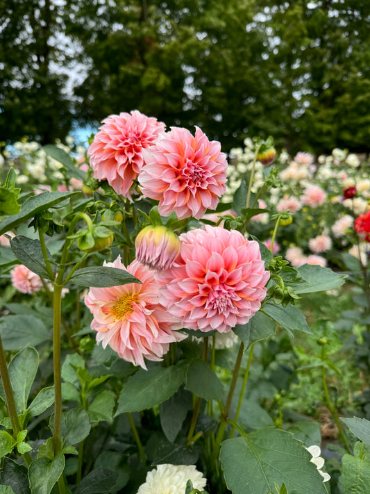 Peaches n Cream