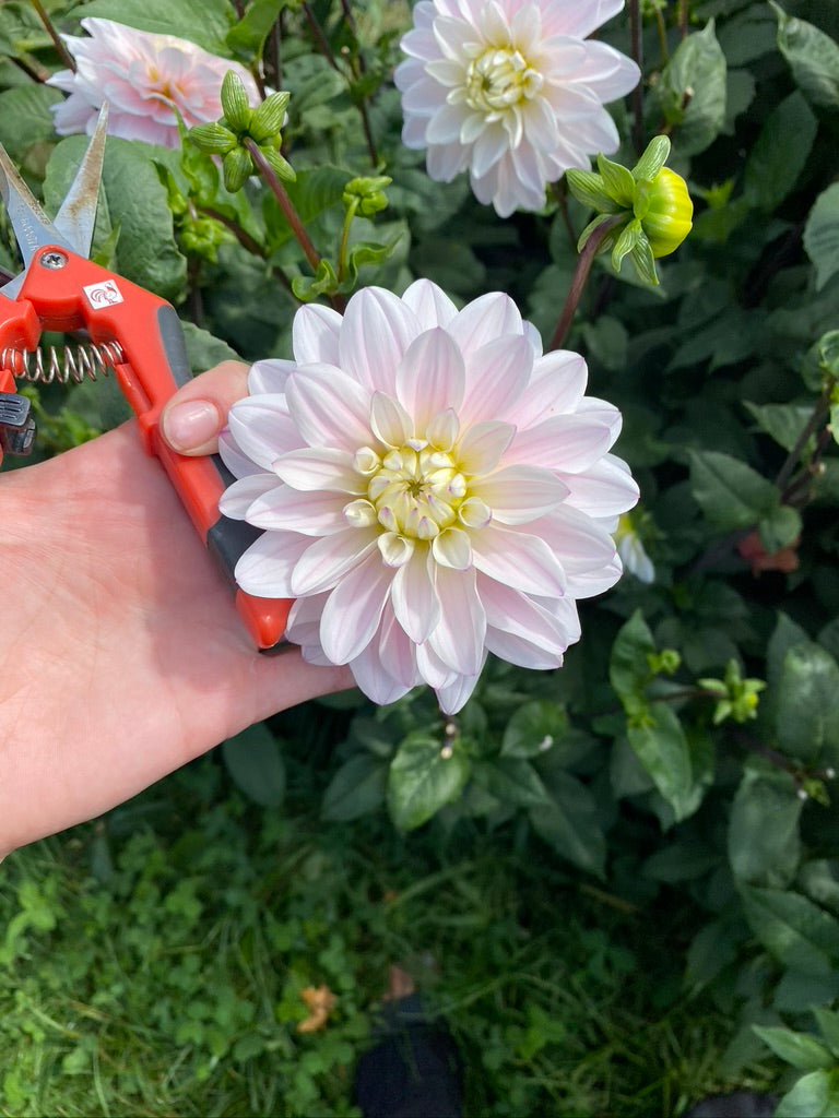 Dahlia- Silver Years