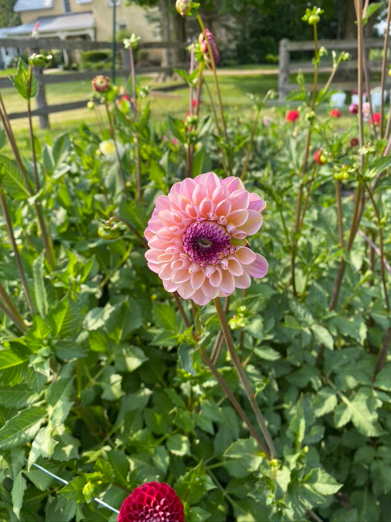 Dahlia- Wine Eyed Jill