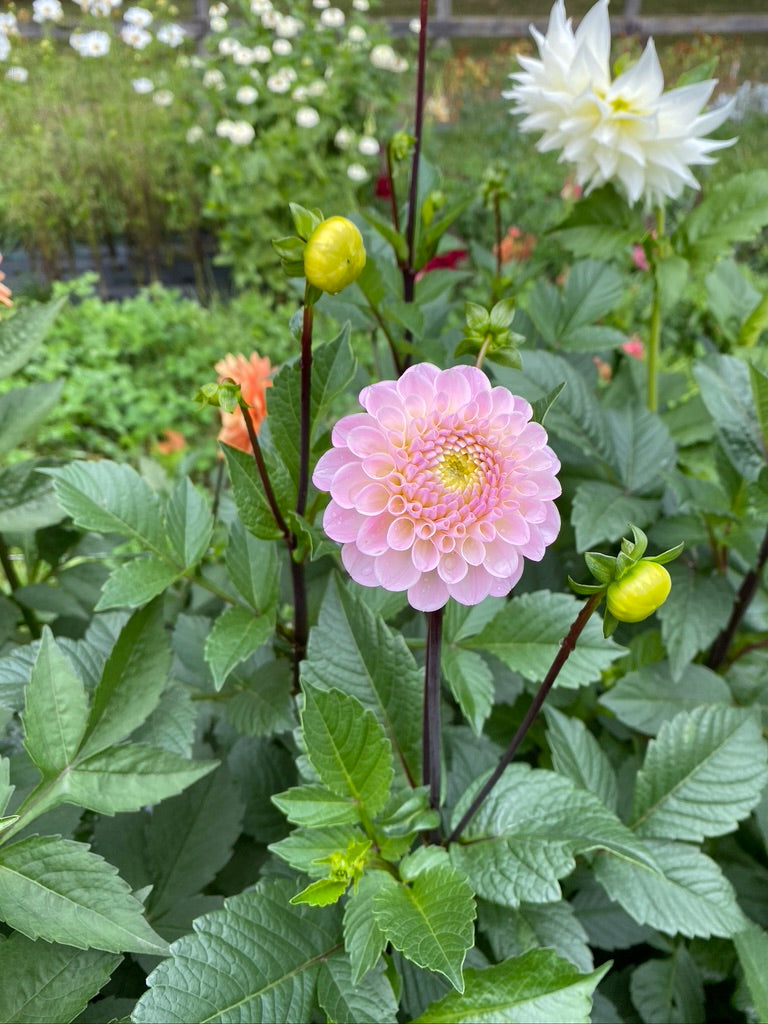 Dahlia- Whizard of Oz