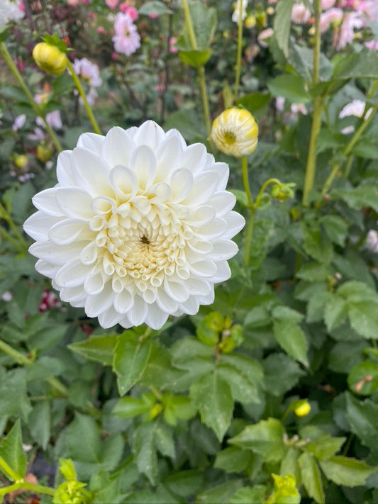 Dahlia- Boom Boom White