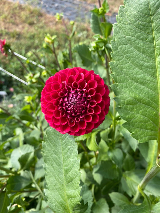 Dahlia- Cornel