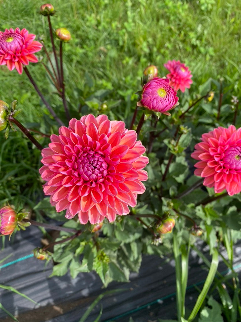 Dahlia- Daisy Duke