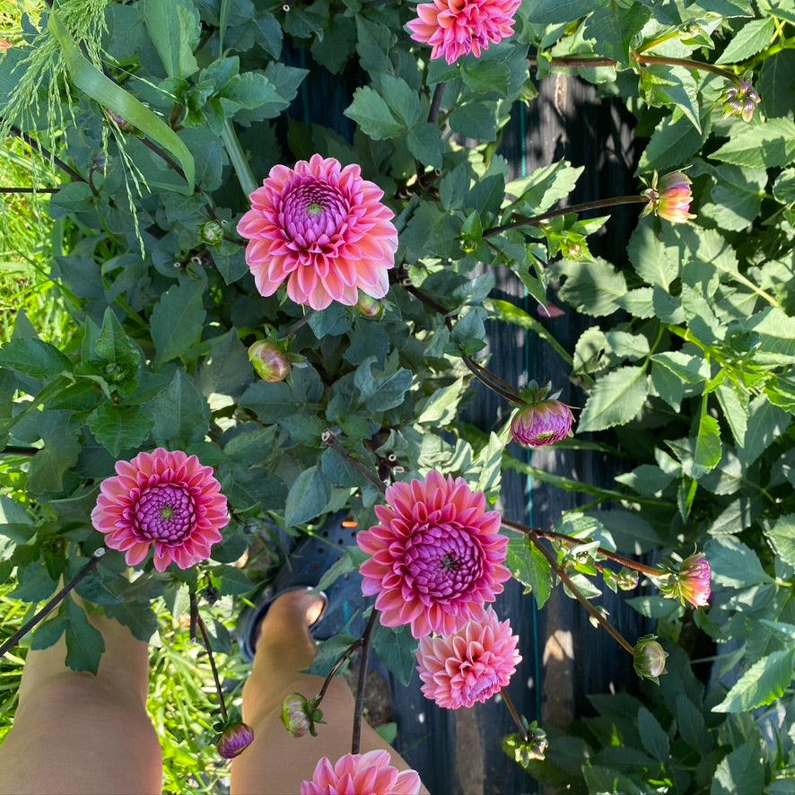 Dahlia- Daisy Duke