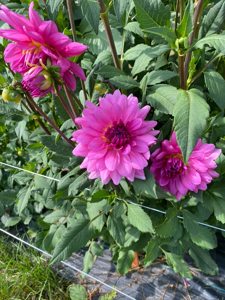 Dahlia- Rosella