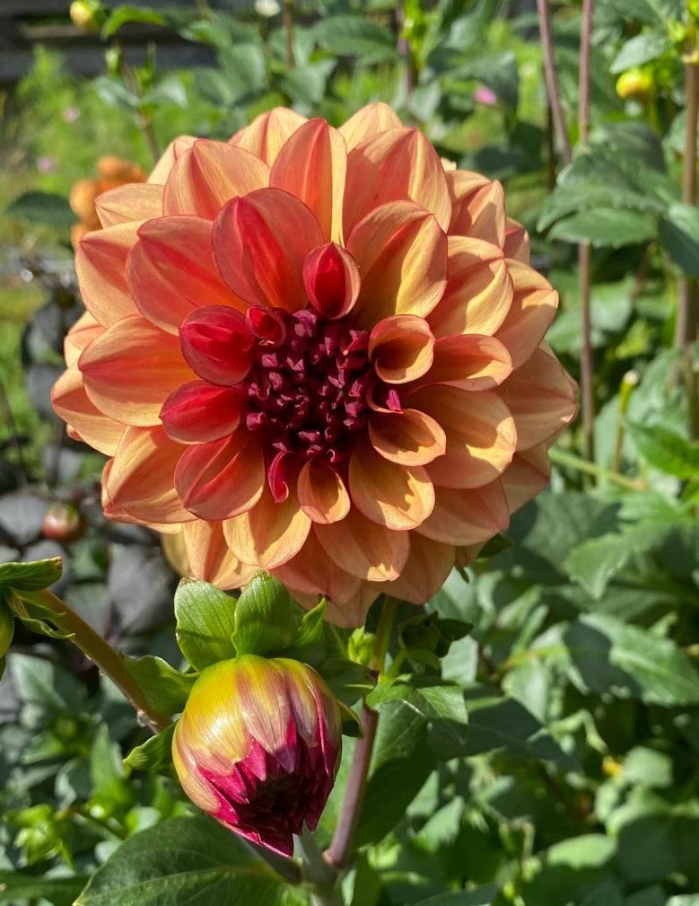 Dahlia-Creme de Cognac