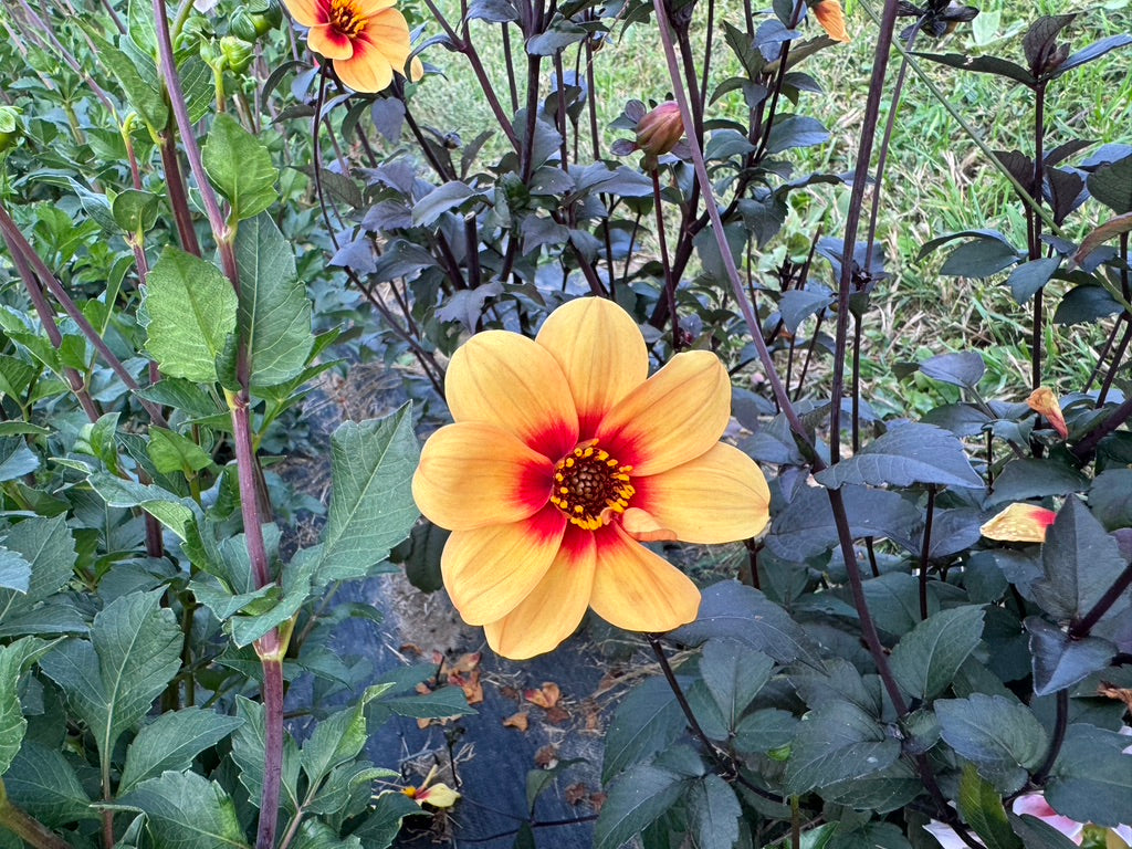 Sunshine
