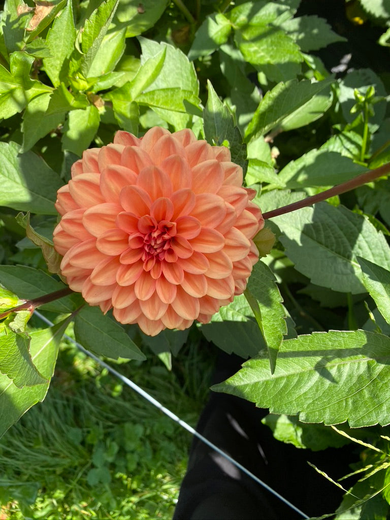 Dahlia- Maarn