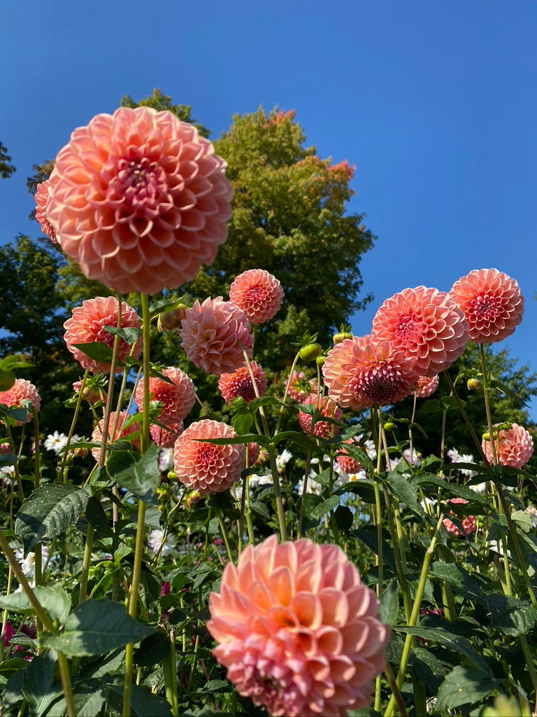 Dahlia- Lindas Baby