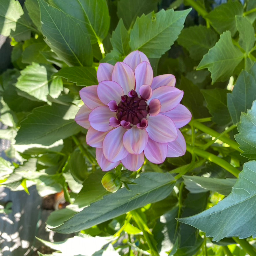 Dahlia- Creme de Chassis