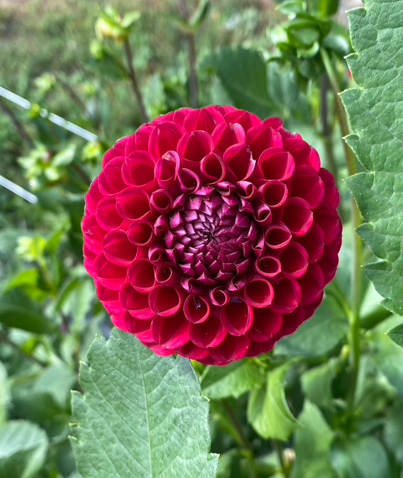 Dahlia- Cornel