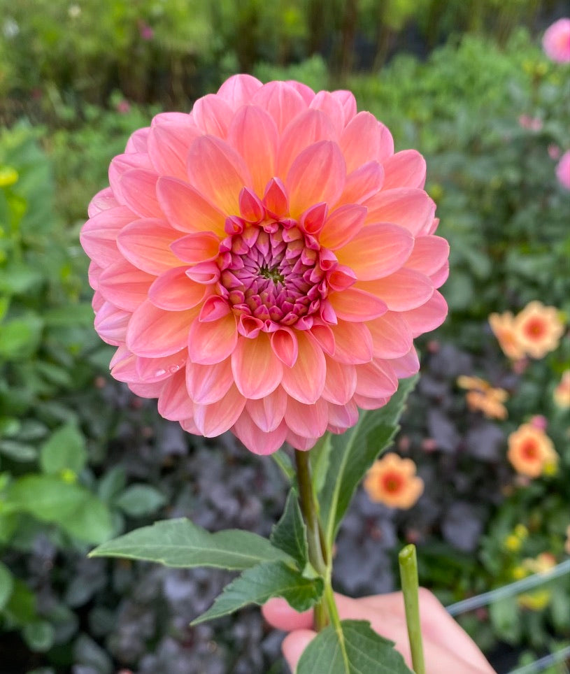 Dahlia- Pink Runner