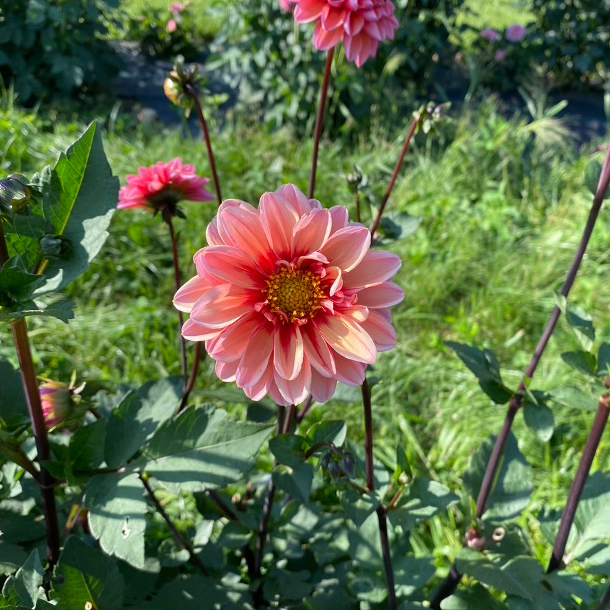 Dahlia- Daisy Duke