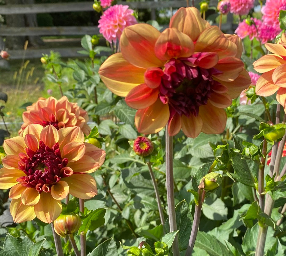 Dahlia-Creme de Cognac