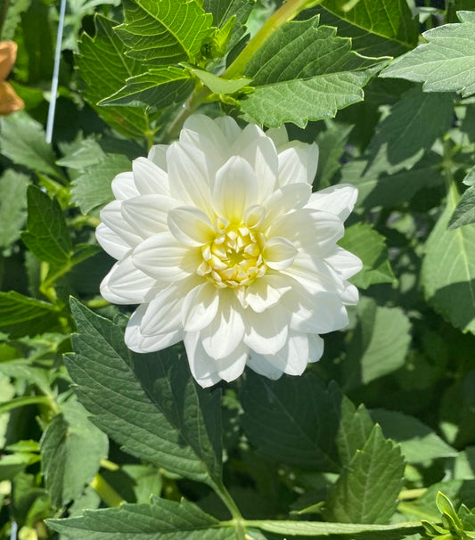 White Onesetta
