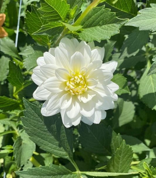 Dahlia-White Onesetta