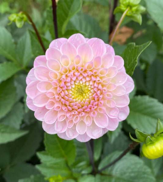 Dahlia- Whizard of Oz