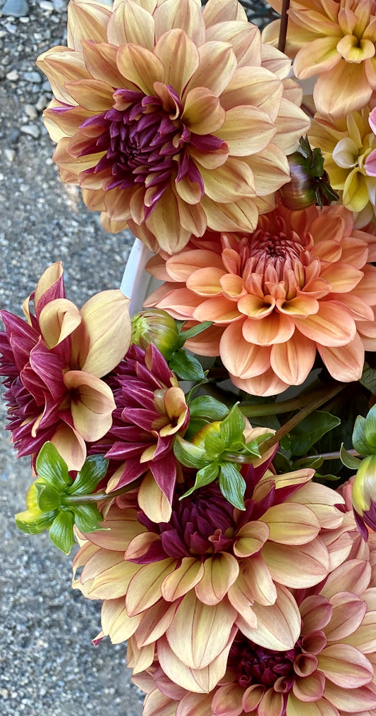 Dahlia-Creme de Cognac