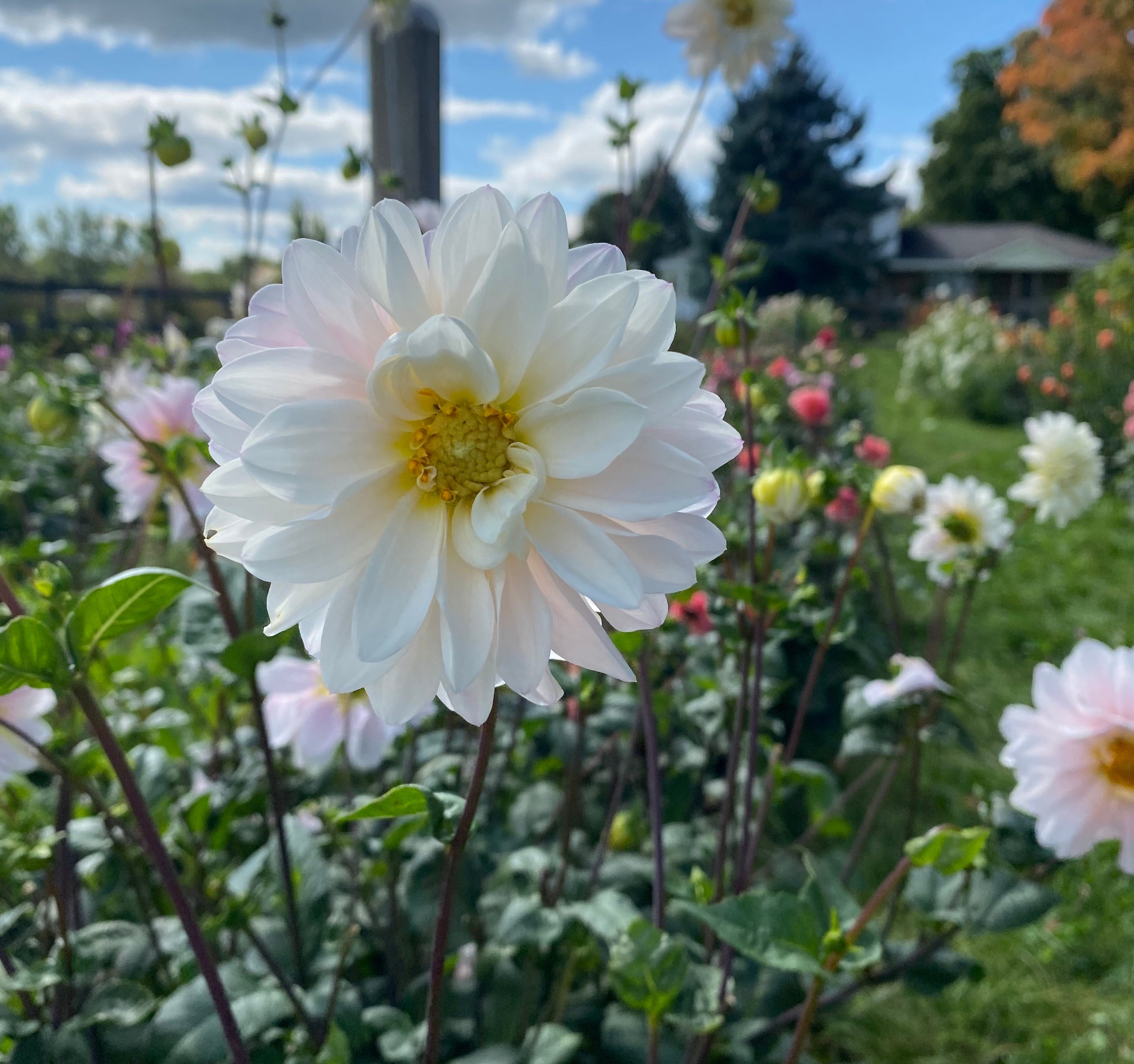 その他 DAHLIA Apple Blossom - Dahlia Tuber – Evelyn's Garden and Nursery