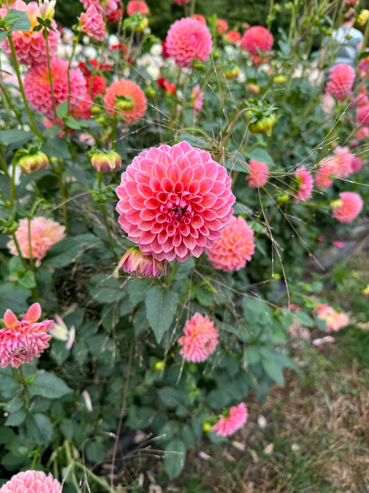 Dahlia